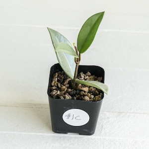 Hoya carnosa &#39;Wilbur Graves&#39; (Silver) | 2-Inch | Exact Plant | Free Live Arrival Guarantee