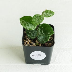Hoya &#39;Mathilde&#39; (Splash) | 2-Inch | Exact Plant | Free Live Arrival Guarantee