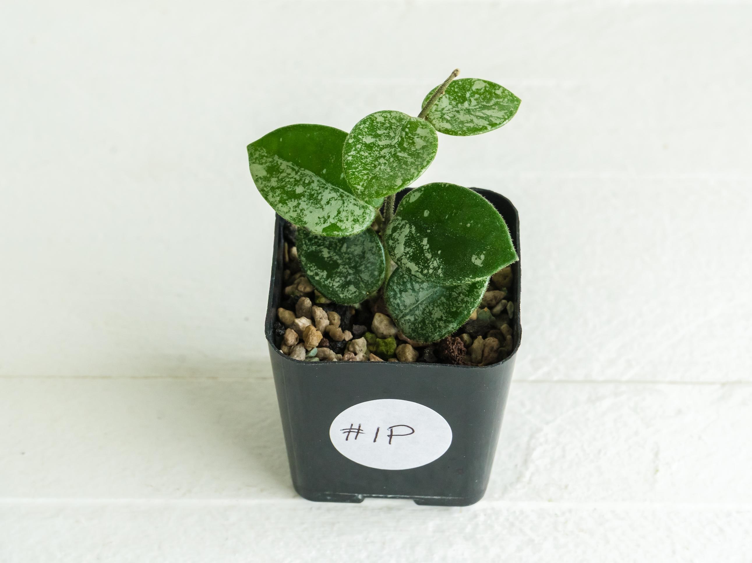 Hoya 'Mathilde' (Splash) | 2-Inch | Exact Plant | Free Live Arrival Guarantee