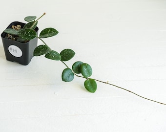 Hoya 'Mathilde' | 2-Inch | Exact Plant | Free Live Arrival Guarantee