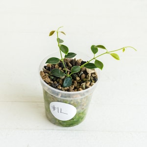 Hoya papua (PNG IM-08) | Exact Plant Shown | Rooted in 2-Inch Pot