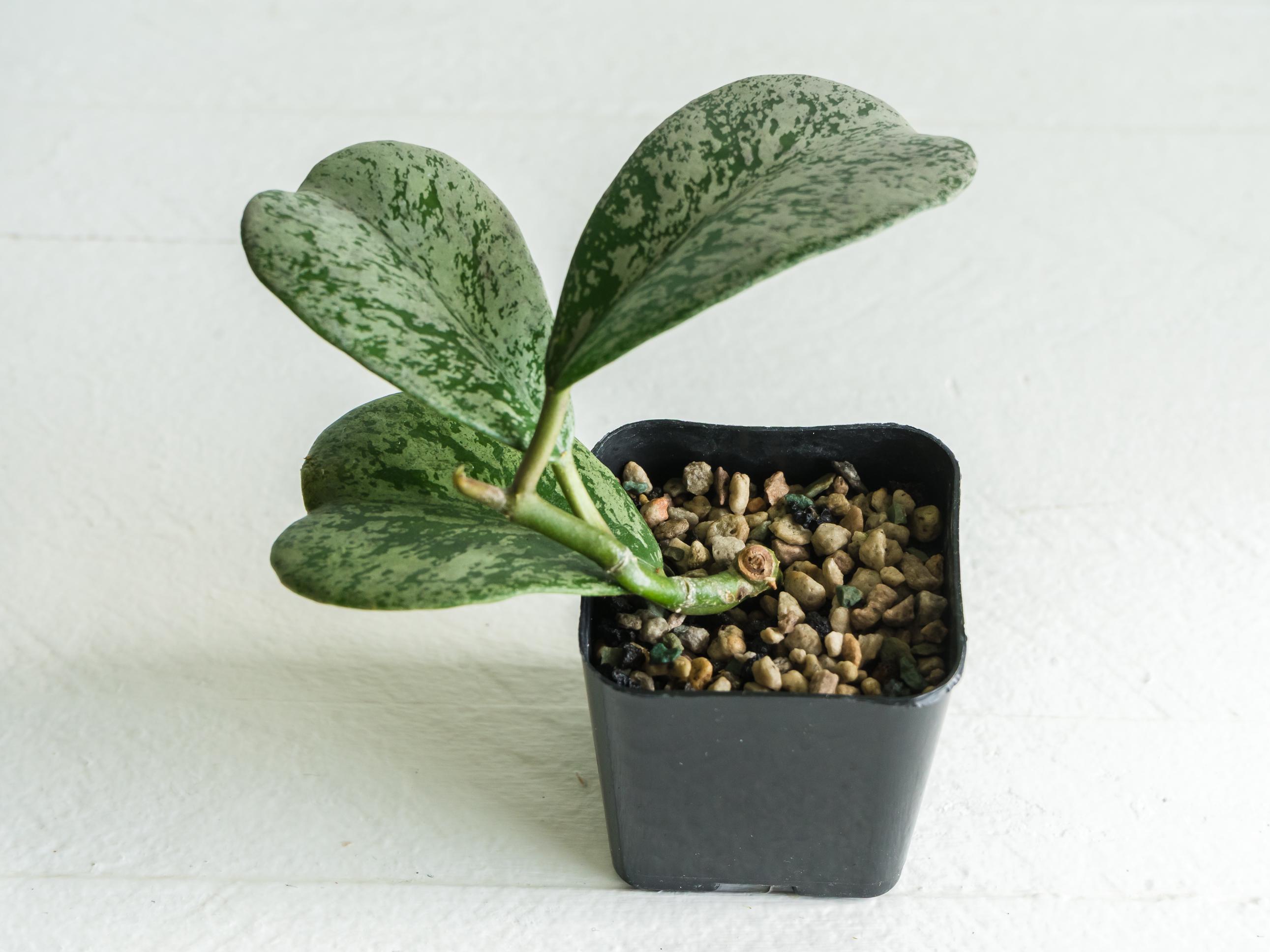 Hoya Chiang Dao (silver) | 2-inch | Exact Plant | Free Live