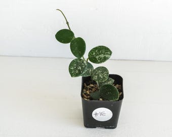 Hoya 'Mathilde' (Splash) | 2-Inch | Exact Plant | Free Live Arrival Guarantee