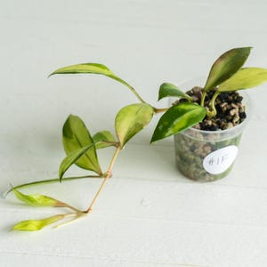 May include: A Hoya plant with variegated green and yellow leaves growing in a clear plastic cup filled with potting medium. The cup features a small white circular sticker with the handwritten text #1F on the side of the container.