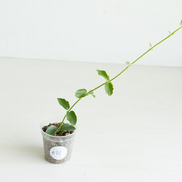 Hoya cumingiana (Albo | Outer Variegated) | Exact Plant Shown | Rooted in 2-Inch Pot