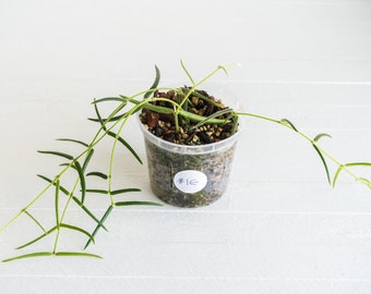 3-Inch Hoya Linearis  | Exact House Plant | Rooted Cuttings with New Growth | US Seller | Free Insulation