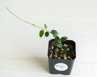 0904＊Hoya ＊ ホヤ ＊ pulleana ＊ IM-08 Hoya sp. IM-08 | Vermont Hoyas