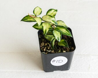 その他観葉植物 H. lacunosa asami &walliniana variegata H. lacunosa asami &walliniana variegata - メルカリ