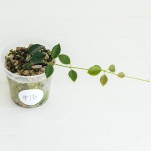 Hoya papua (PNG IM-08) | Exact Plant Shown | Rooted in 2-Inch Pot