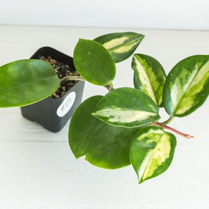 Hoya carnosa Madara′green edge′　希少品種 Hoya Carnosa 'madara Green Edge' | 2-inch | Exact Plant | Free