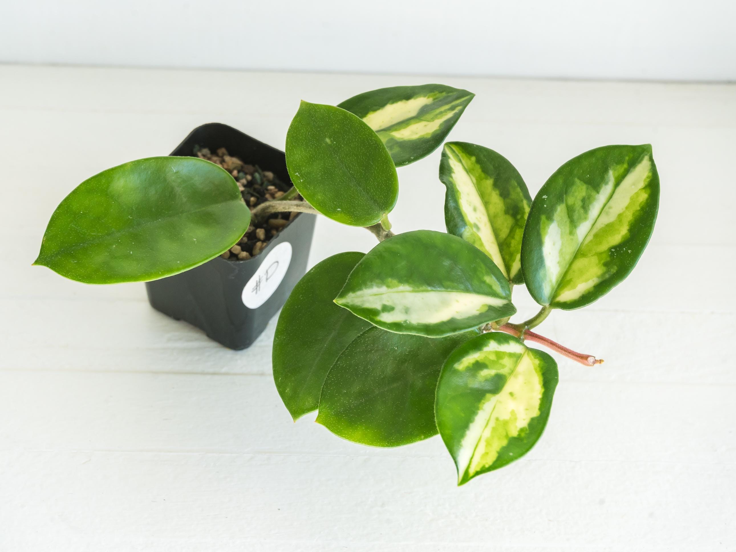 Hoya Carnosa Madara Snow Angel - Etsy