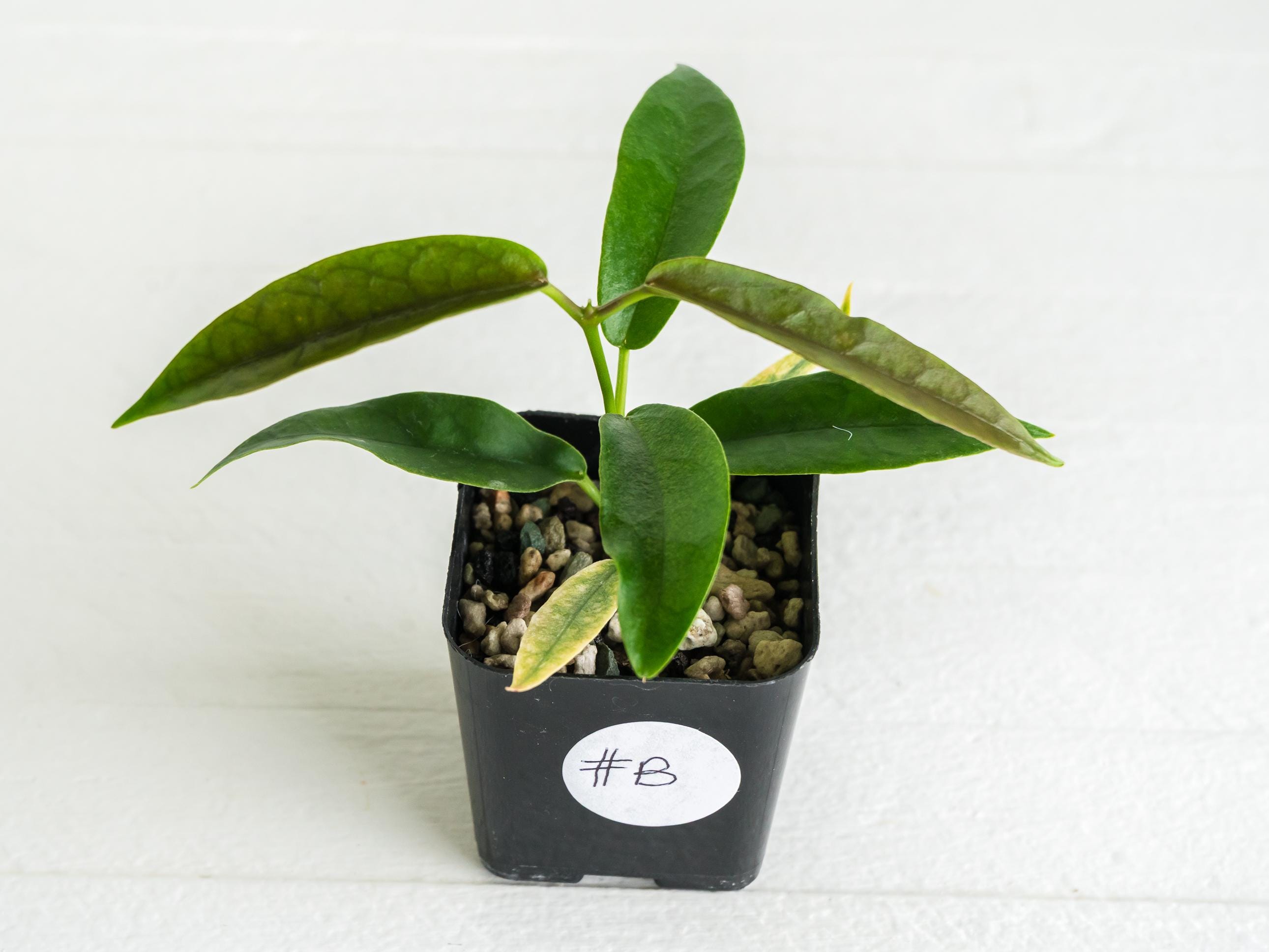 Hoya Archboldiana Albomarginata - Etsy