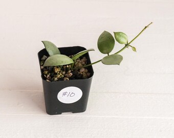 Hoya Kalimantan Mini Coin Splash - NOT Rooted Cutting - Etsy