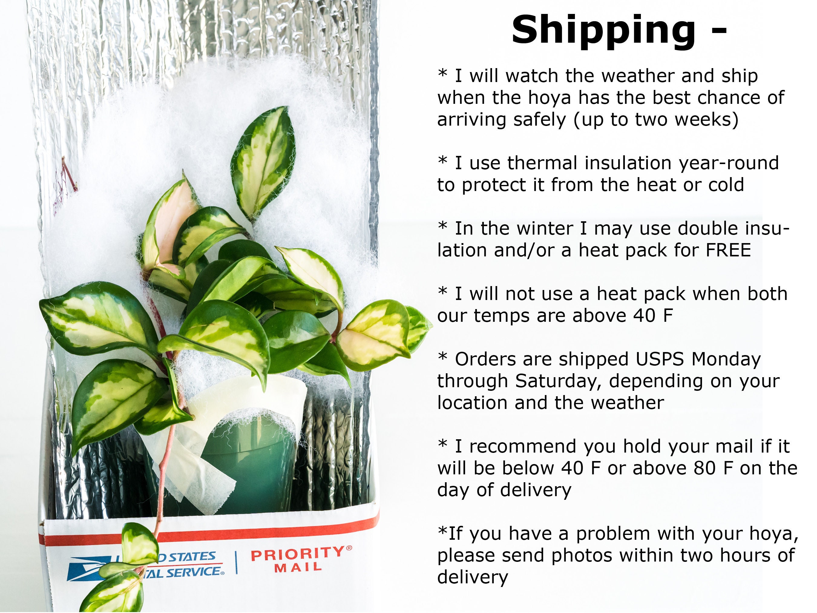 Hoya Jasper Blink | 2-inch | Exact Plant | Free Live Arrival