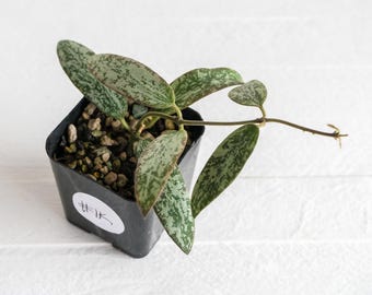 Hoya sigillatis &#39;Round Leaf&#39; aka sigillatis (Silver) AH001 aka Borneo | 2-Inch | Exact Plant | Free Live Arrival Guarantee