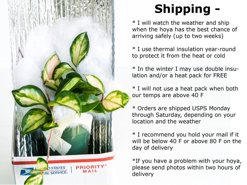Hoya lima (Splash) | 2-Inch | Exact Plant | Free Live Arrival Guarantee image 5
