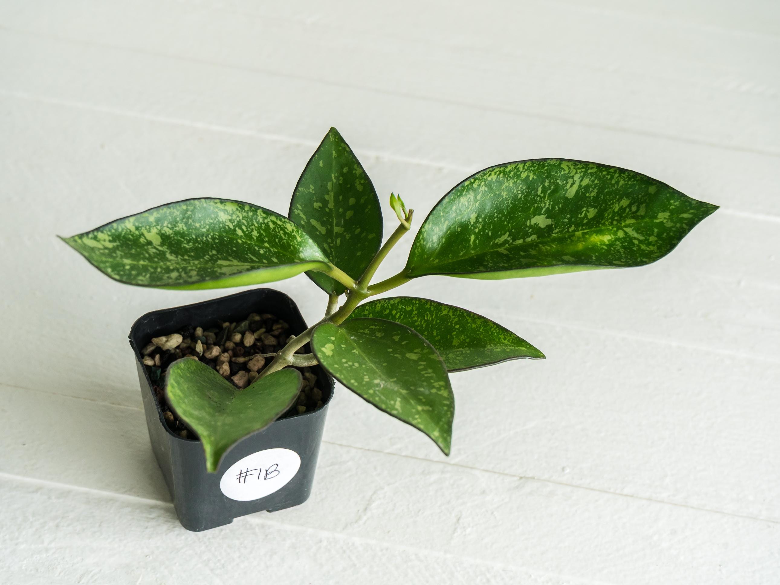 Hoya Patcharawalai 023 Icensis - Etsy