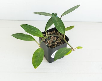 Hoya Elliptica (Blemished) | 2-Inch | Exact Plant | Free Live Arrival Guarantee