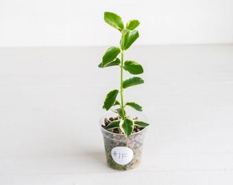 May include: A small variegated plant with green and white leaves growing in a clear plastic cup filled with brown clay pebbles. A white circular sticker on the front of the cup features the handwritten text #1F in black ink.