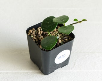 Hoya Mathilde  | 2-Inch | Exact House Plant | Rooted Cuttings with New Growth | US Seller | Free Insulation