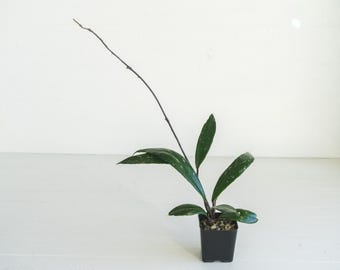 Hoya Pubicalyx RHP Outer Variegated Splash - Etsy