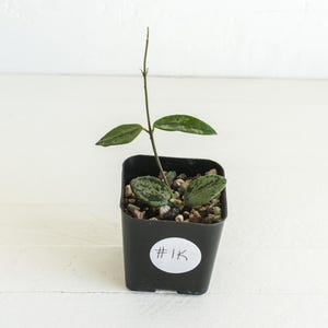 May include: A small potted plant with green and white variegated leaves. The plant is in a square black plastic pot filled with small stones. A white sticker on the pot reads "#1K". The plant has a single stem with several leaves.