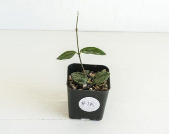 Hoya lima (Splash) | 2-Inch | Exact Plant | Free Live Arrival Guarantee
