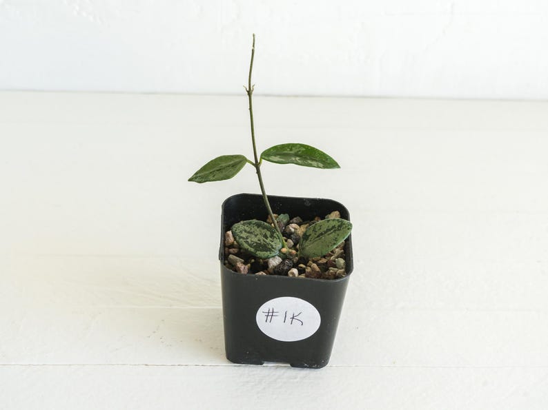 May include: A small potted plant with green and white variegated leaves. The plant is in a square black plastic pot filled with small stones. A white sticker on the pot reads "#1K". The plant has a single stem with several leaves.