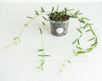 3-Inch Hoya Linearis  | Exact House Plant | Rooted Cuttings with New Growth | US Seller | Free Insulation