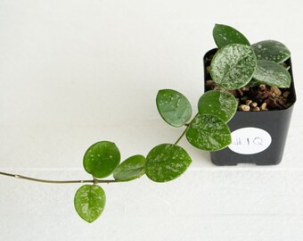 Hoya Mathilde Splash | 2-Inch | Exact House Plant | Rooted Cuttings with New Growth | US Seller | Free Insulation