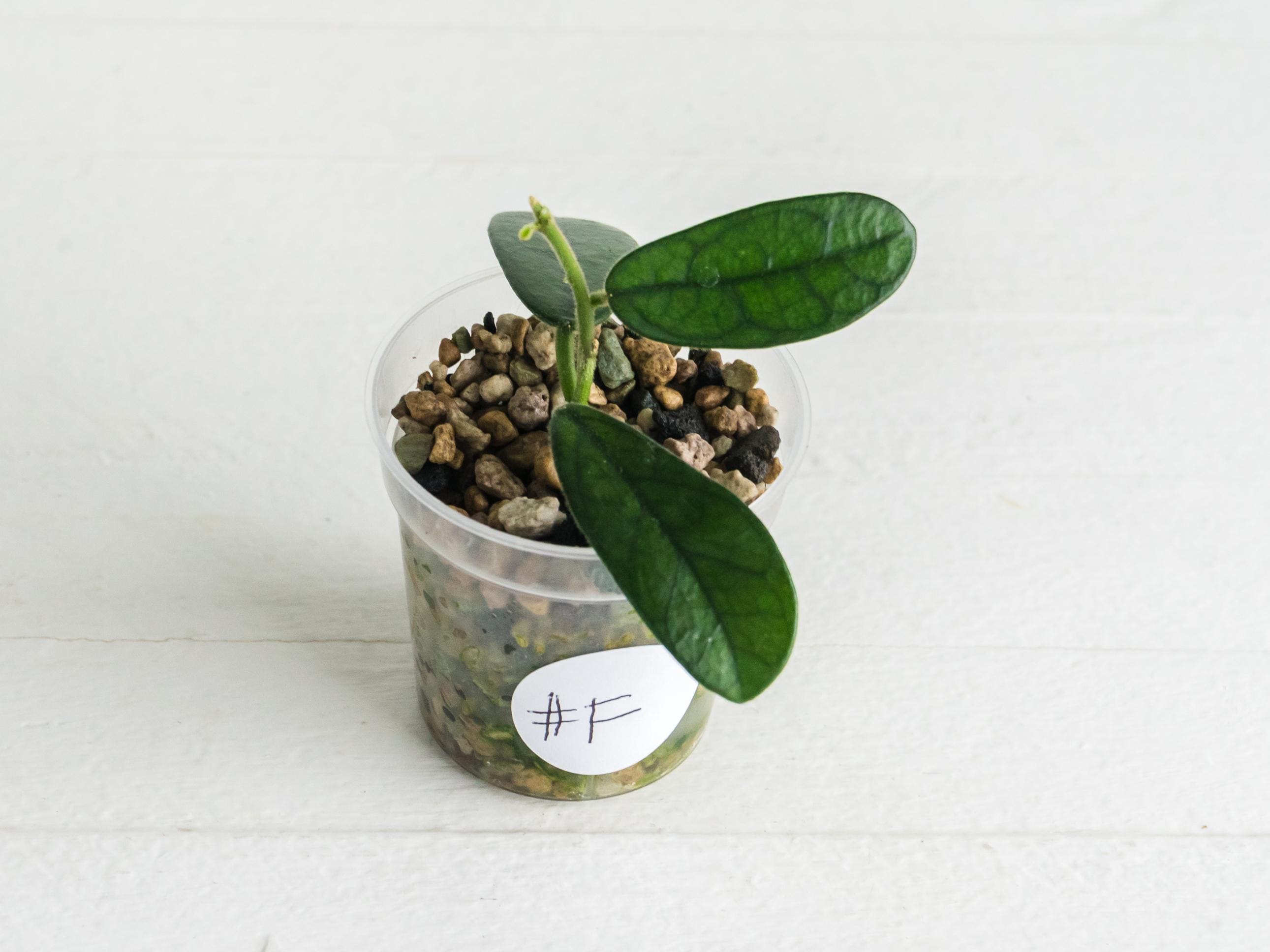 Hoya Lyi Noid - Etsy