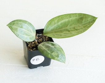 Hoya Latifolia Silver Cutting - Etsy