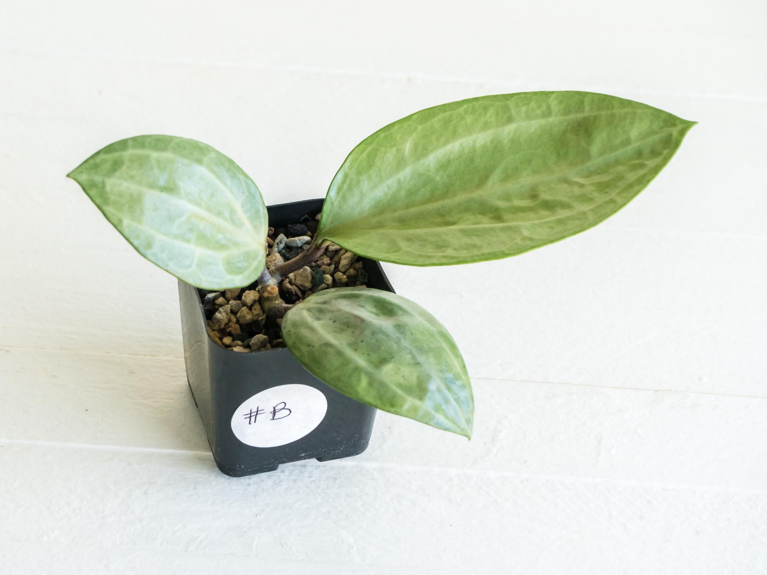 0901ホヤ ＊Hoya ＊ latifolia ＊silver＊ラティシルバー 0901ホヤ ＊Hoya ＊ latifolia ＊silver＊ラティシルバー 0901ホヤ