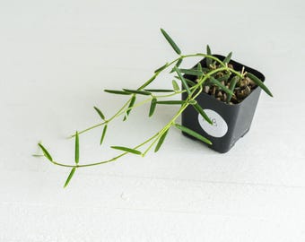 Hoya linearis | 2-Inch | Exact Plant | Free Live Arrival Guarantee