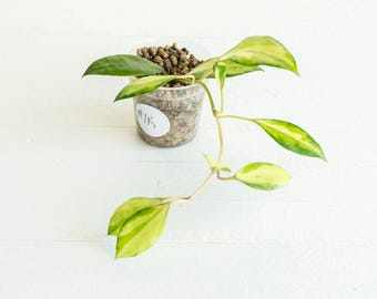 May include: A variegated Hoya plant with pointed, green and yellow leaves growing from a clear plastic pot filled with brown leca clay pebbles. A white circular sticker with the handwritten text #1K is attached to the side of the pot.