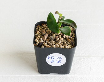 Hoya sp EPC-319 PG 04 | Mini Wayetii or Kentiana | 2-Inch | Exact Plant | Rooted Cuttings | US Seller | Free Heat Pack and Insulation