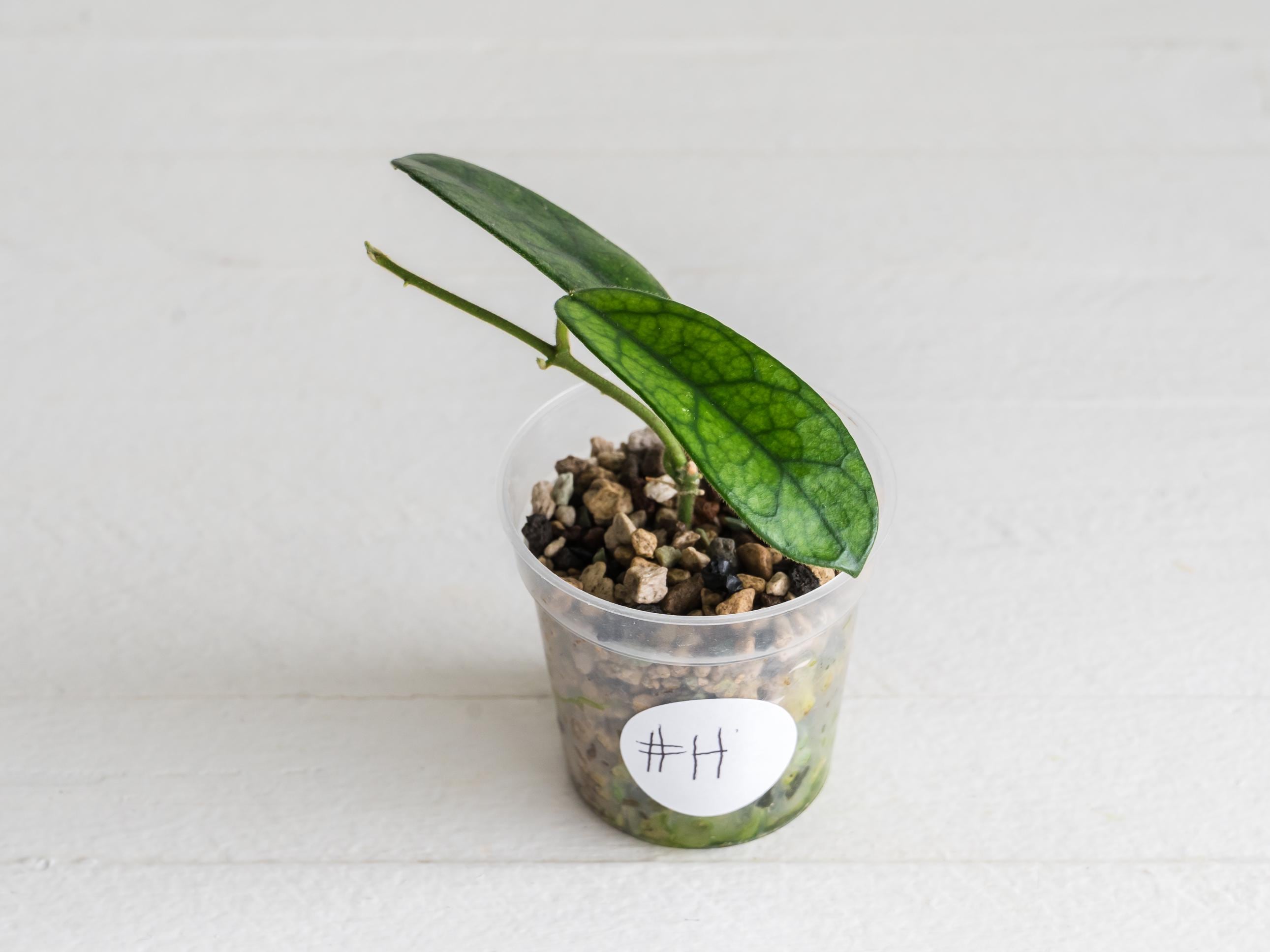 Hoya Lyi Noid - Etsy