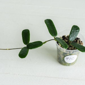 May include: A Hoya plant cutting with dark green, textured, oblong leaves growing from a thin stem. The plant is rooted in a clear plastic pot filled with a chunky, porous potting medium. A white circular sticker with the handwritten text #1C is attached to the side of the pot.