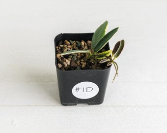 May include: A small black square plastic nursery pot containing a young plant with variegated green and cream leaves. The soil surface is covered with small brown and grey pebbles. A white circular sticker on the front displays the text #1D.