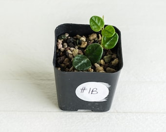 Hoya tengchongensis | 2-Inch | Exact Plant | Free Live Arrival Guarantee