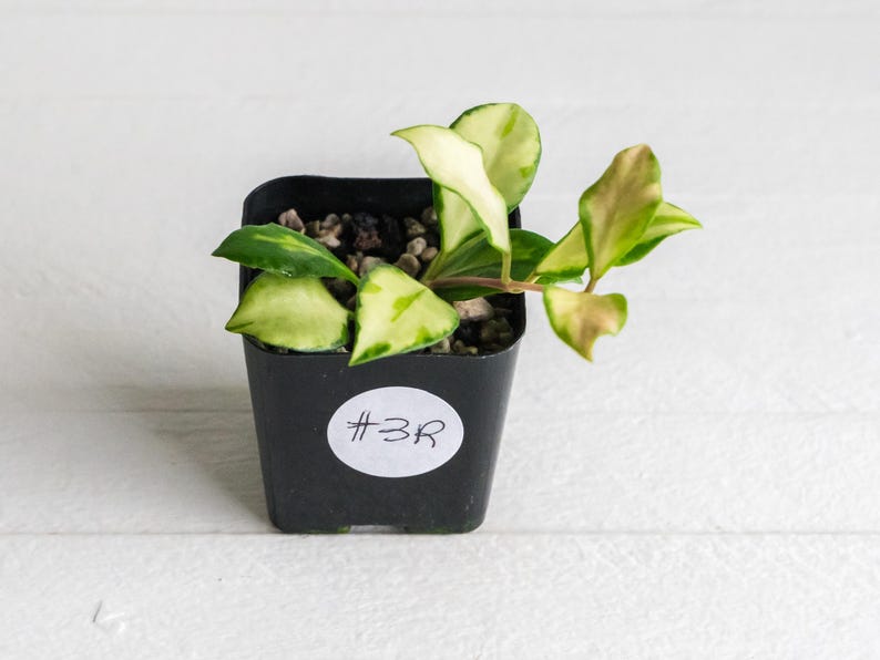 HoyaTreasures Hoya heuschkeliana - Thumbnail 3