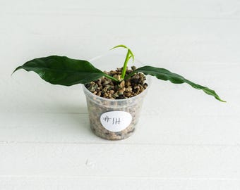 May include: A small plant with two long, dark green, wavy-edged leaves and a central emerging sprout, potted in a clear plastic container filled with chunky, light-colored potting medium. A white circular label on the side displays the text #1H.