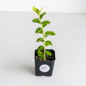 Hoya cumingiana (Inner Variegated) | 2-Inch | Exact Plant | Free Live Arrival Guarantee