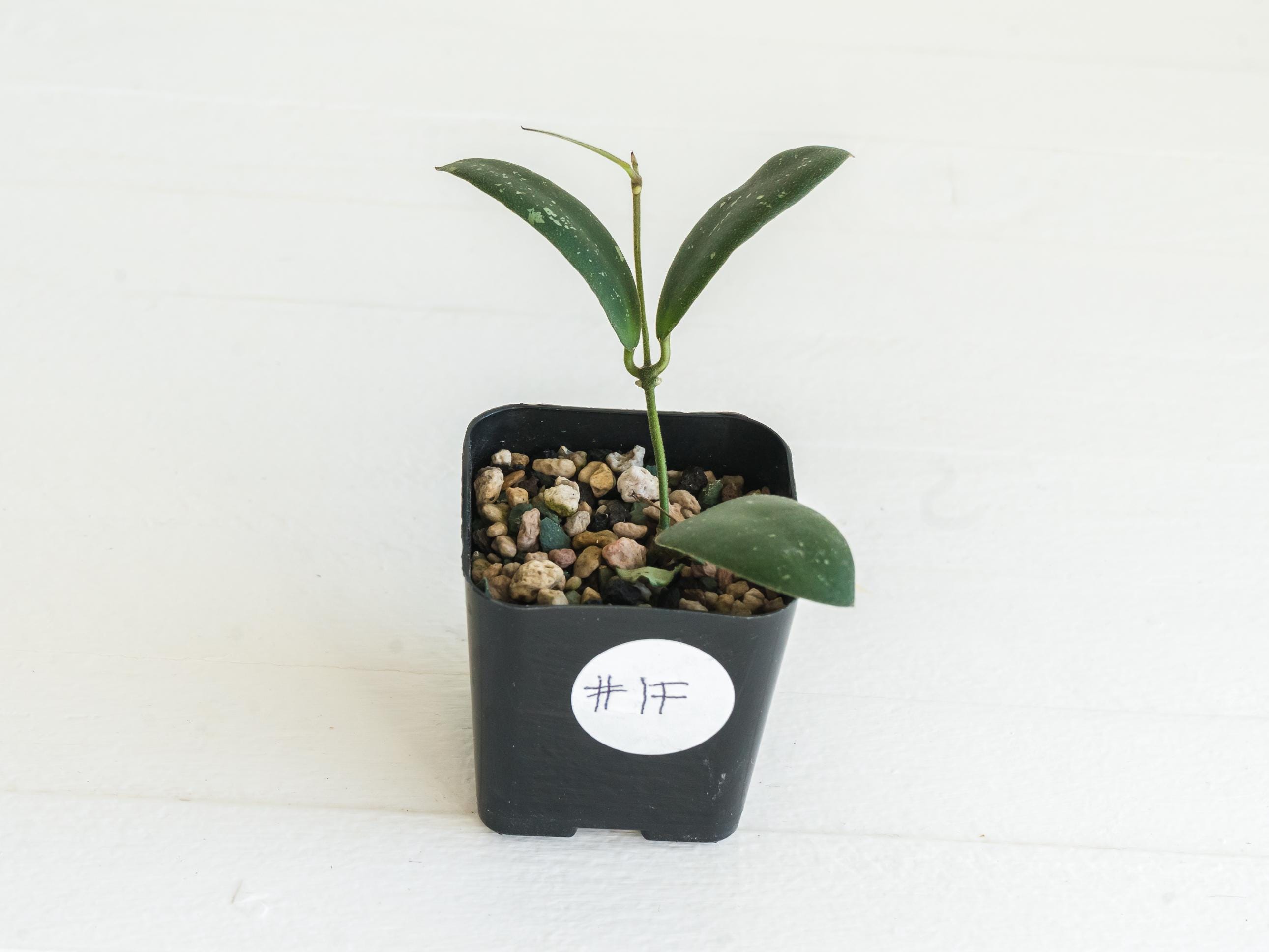 Hoya Sabah 'dragonfly' (EPC-960) | 2-inch | Exact Plant | Free