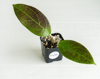 Hoya sp UT-038 Flores Island | 2-Inch | Exact House Plant  | Rooted Cutting with New Growth | US Seller | Free Insulation