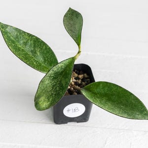 Hoya Patcharawalai 023 Icensis - Etsy