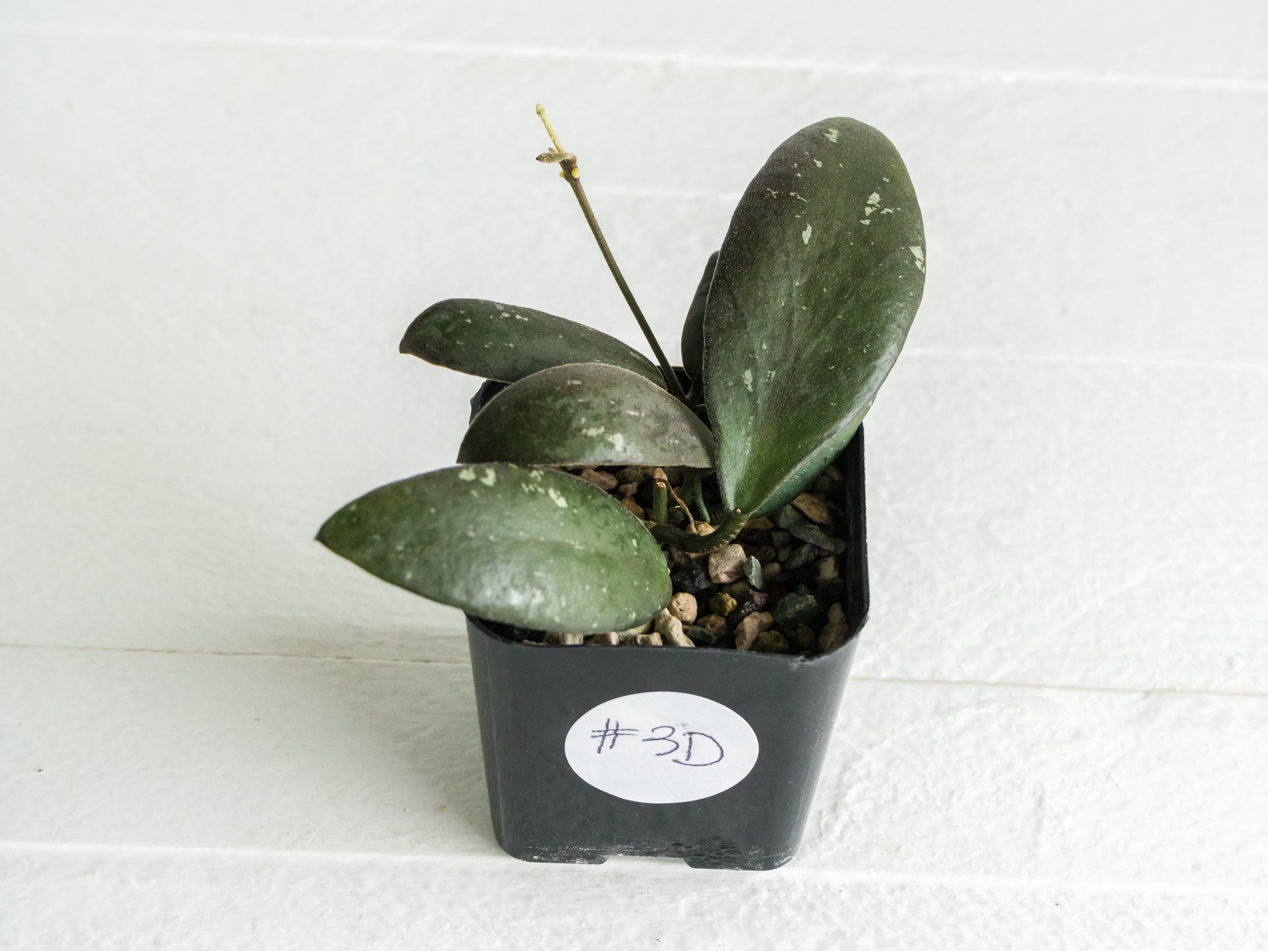 Hoya Sabah 'dragonfly' (EPC-960) | 2-inch | Exact Plant | Free