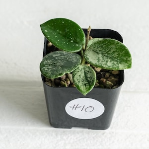 Hoya &#39;Mathilde&#39; (Splash) | 2-Inch | Exact Plant | Free Live Arrival Guarantee