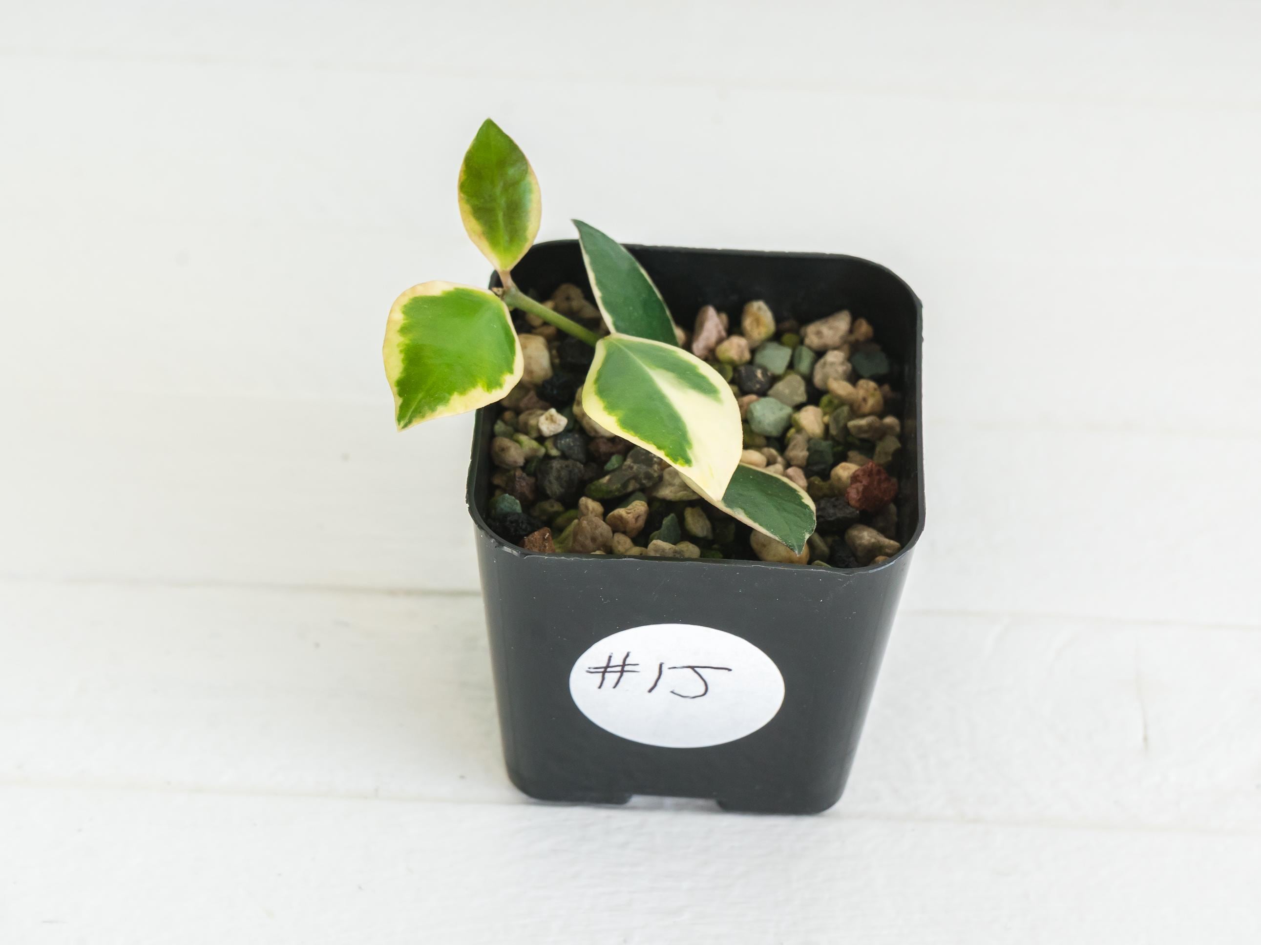 レア　ホヤ　Hoya lncurvula albomarginataサクララン Hoya Incurvula Albomarginata / Outer Variegated Aka Hoya Palta | 2