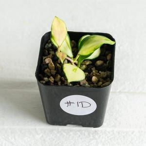 Hoya heuschkeliana (Inner Variegated)| 2-Inch | Exact Plant | Free Live Arrival Guarantee